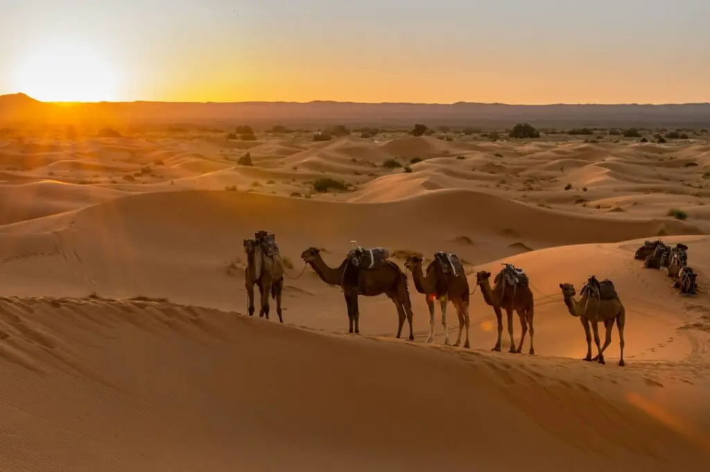 wüstensafari in dubai, kamele in dünen im sonnenuntergang
